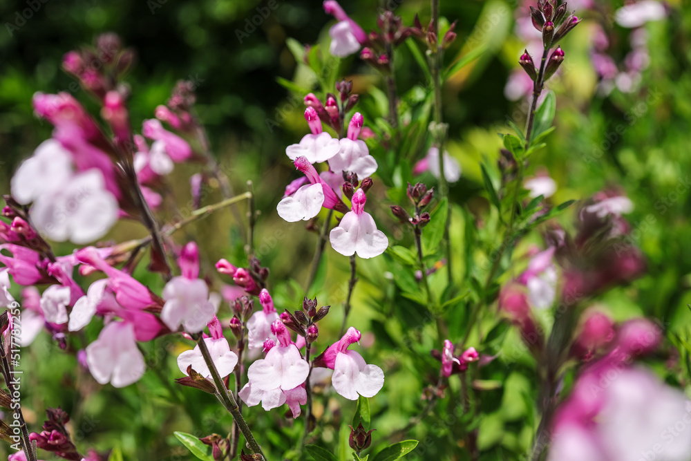 Salvia microphylla, the baby sage, Graham's sage, or blackcurrant sage, is an evergreen shrub found in the wild in southeastern Arizona and the mountains of Mexico. Salvia microphylla, the baby sage, Graham's sage, or blackcurrant sage, is an evergreen shrub found in the wild in southeastern Arizona and the mountains of Mexico.