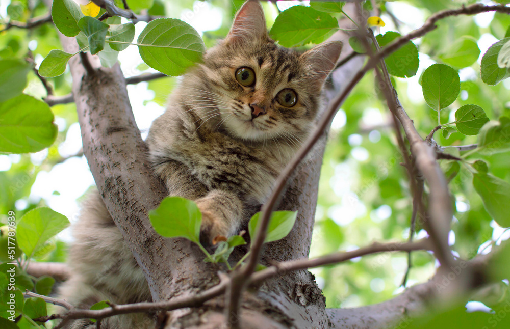 cat climbs a tree. Charming cat portrait on a tree branch in natural conditions. Selective focus cat climbs a tree. Charming cat portrait on a tree branch in natural conditions. Selective focus