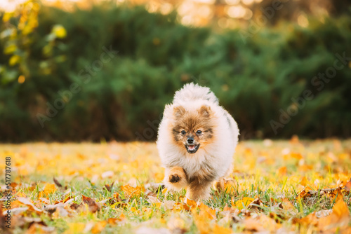 Funny Young Happy Red Puppy Pomeranian Spitz Puppy Dog Happy Play Running Outdoor In Autumn Grass.