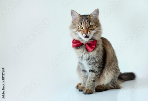 Close-up of funny gray cat with red bow tie sitting on a white studio background and looking away. Creative advertising. Online courses, concept of the banner of remote distance education.