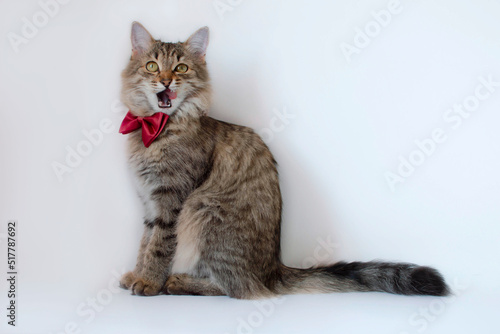 Fototapeta Naklejka Na Ścianę i Meble -  Close-up of funny gray cat with red bow tie sitting on a white studio background and looking away. Creative advertising. Online courses, concept of the banner of remote distance education.