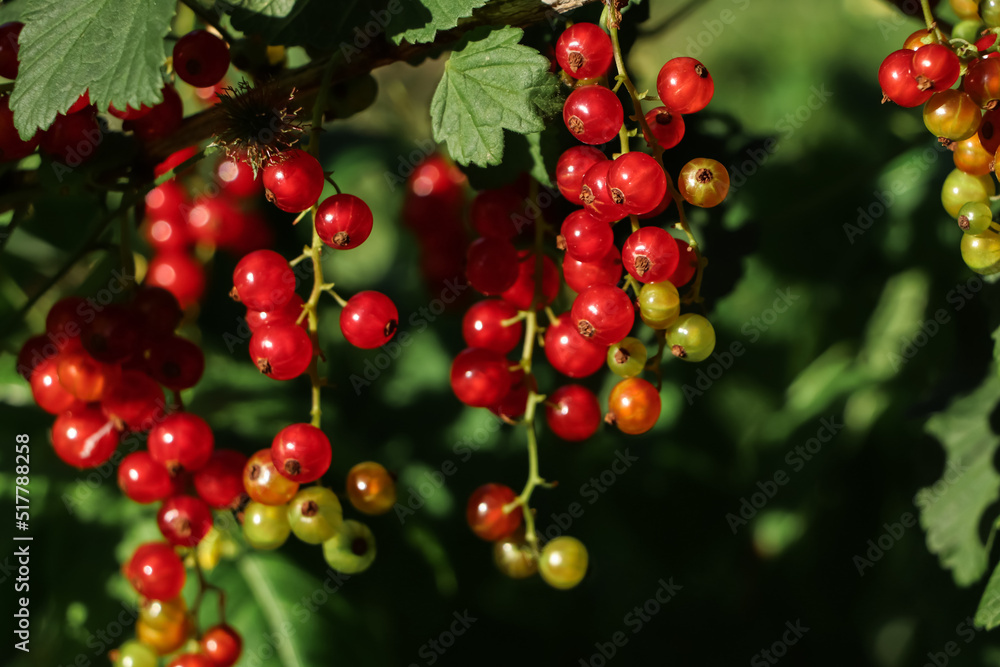 Closeup view of red currant bush with ripening berries outdoors on sunny day Closeup view of red currant bush with ripening berries outdoors on sunny day
