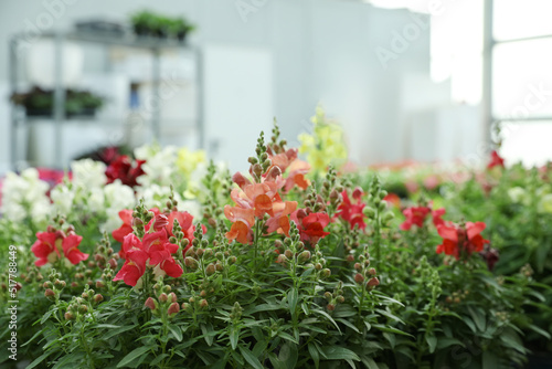 Fototapeta Naklejka Na Ścianę i Meble -  Many beautiful blooming snapdragon plants in garden center