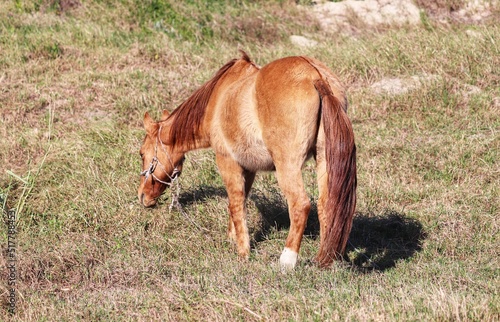 Photograph of a horse grazing. photo