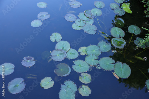 Many beautiful green lotus leaves in pond
