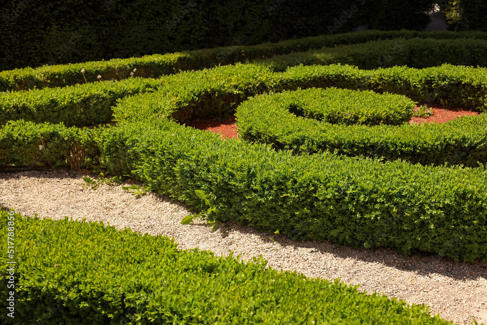 Beautiful view of green hedge maze on sunny day Beautiful view of green hedge maze on sunny day