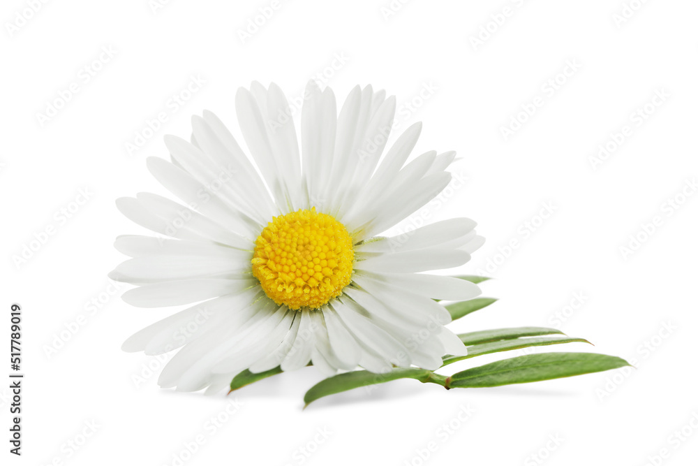 Fototapeta premium Beautiful daisy flower and green leaves on white background