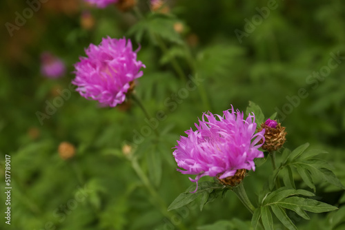Beautiful blooming purple cornflowers growing outdoors, closeup. Space for text