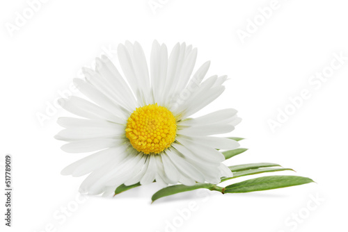 Beautiful daisy flower and green leaves on white background
