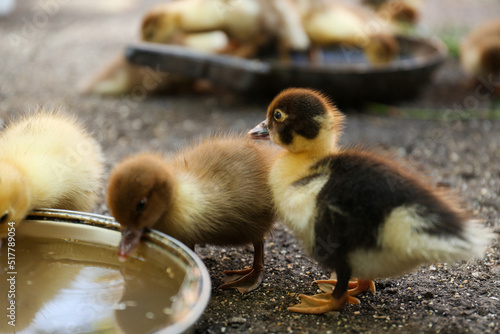 Cute fluffy ducklings near bowl of water in farmyard © New Africa
