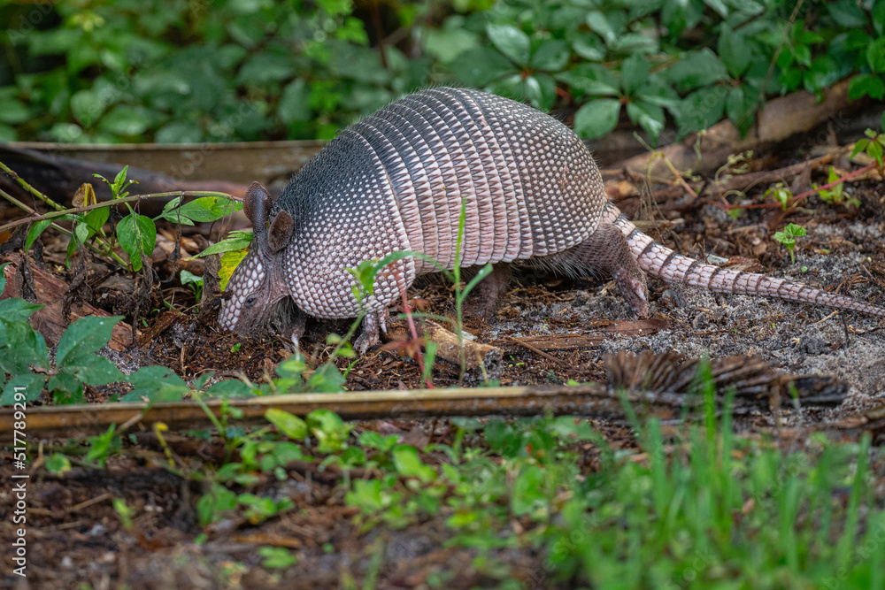 Armadillo digging for insects to eat Armadillo digging for insects to eat