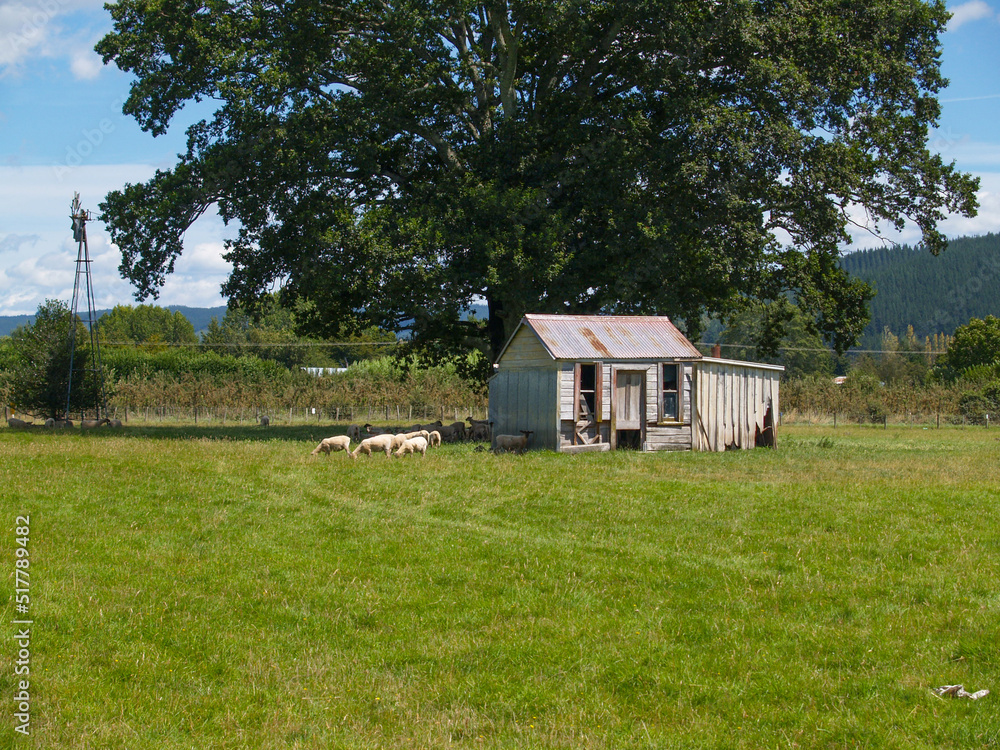 Obraz premium Small flock of sheep graze in field by old dilapidated shed under big tree