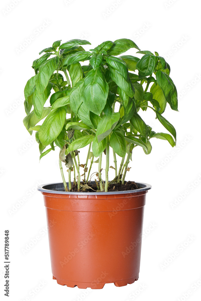 Pot of fresh basil isolated on white background. Pot of fresh basil isolated on white background.
