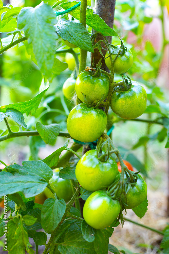 Branch with green tomatoes on a bush. Growing and caring for tomatoes. Selective focus