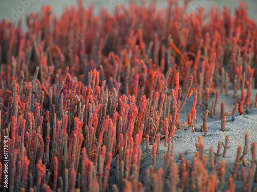 Red glasswort growing luxuriantly on Nelson estuarine foreshore photo