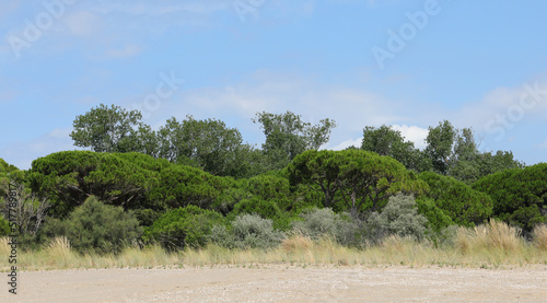 typical southern European vegetation called Macchia Mediterranea with sand and bushes and trees photo