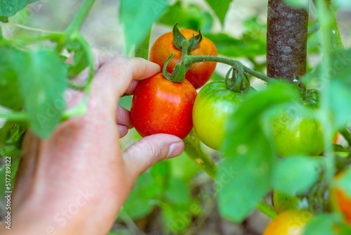 A woman picks a ripe red tomato from a bush. Growing and harvesting tomatoes in the garden. Selective focus photo