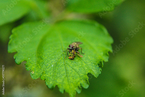 fly on leaf