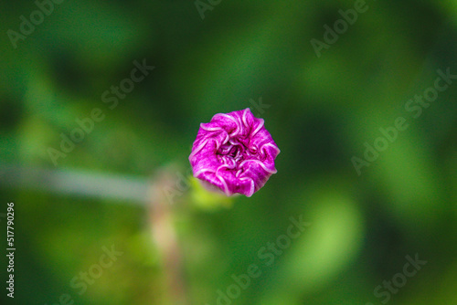 flower in the garden