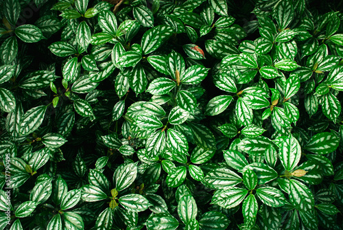 Deep green color background of leafs. 