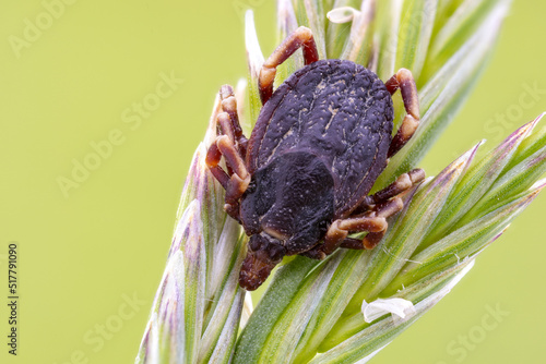 macro close up of a parasitic arachnid Hyalomma tick on a grass at the meadow photo