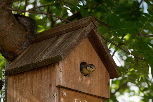 Nestling blue tit bird, cyanistes caeruleus, looking out from nest box entrance © Anders93
