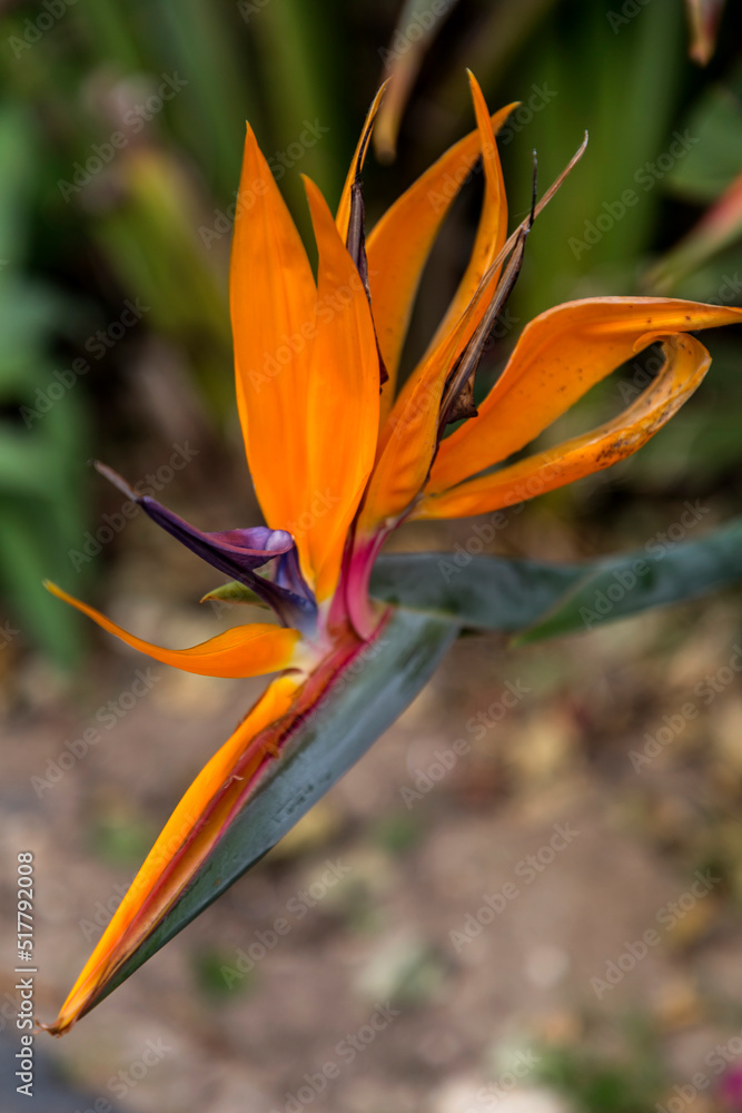 Close up shot of bird of paradise flower blossom