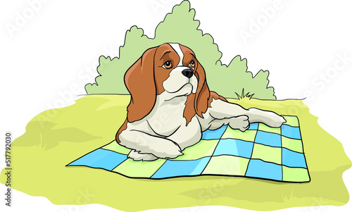 The dog, Cavalier kings charles spaniel is lying on a blanket in the park