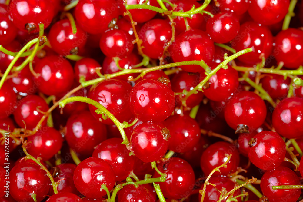 Sweet red currants. Fresh berries Sweet red currants. Fresh berries
