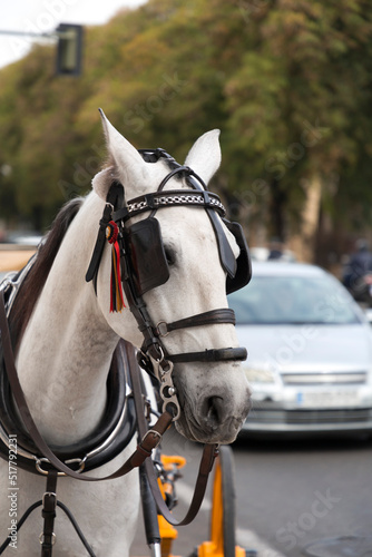 Touristic horse carriages in Seville, Spain © EnginKorkmaz