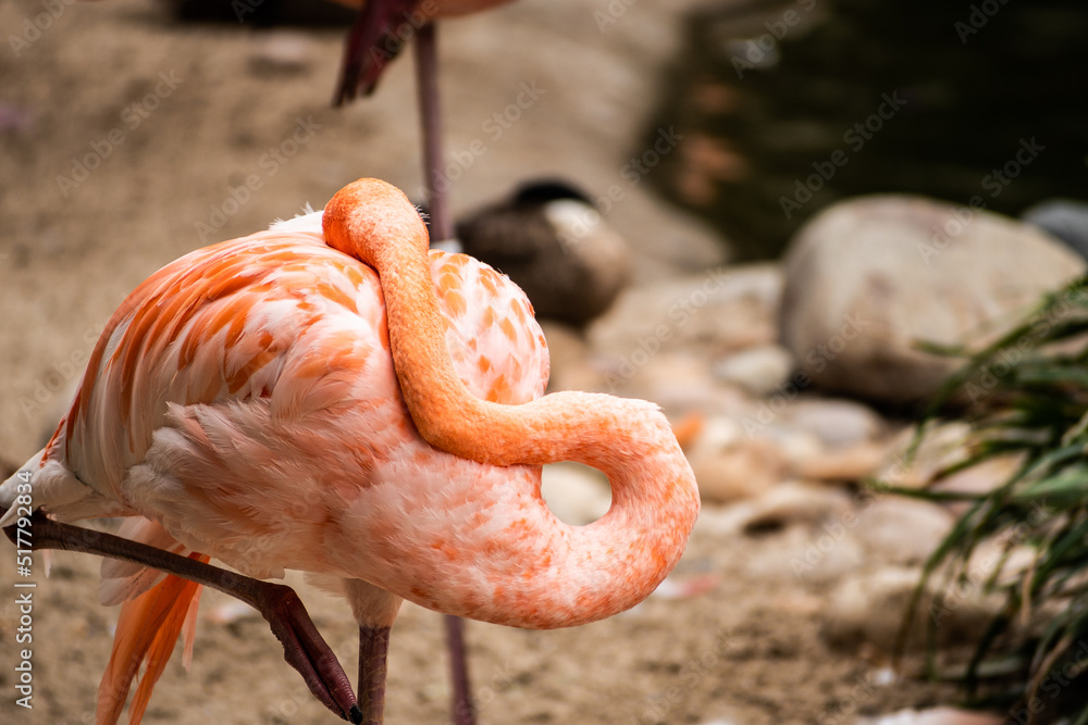 Obraz premium pink flamingo in the zoo
