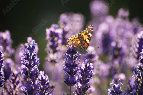 Blooming Lavender Flowers in Provence Field Under Sunset. Soft Focused Purple Lavender Flowers. Summer Scene Background.