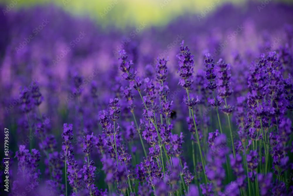 Blooming Lavender Flowers in a Provence Field Under Sunset Rays. Soft Focused Purple Lavender Flowers. Blooming Lavender Flowers in a Provence Field Under Sunset Rays. Soft Focused Purple Lavender Flowers.