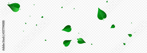 Olive Greens Ecology Vector Panoramic Transparent