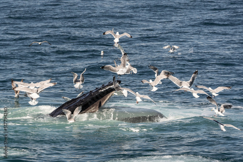 Humpback whales (Megaptera novaeangliae) bubble-net feeds near whale watching boat off the coast of Cape Cod
