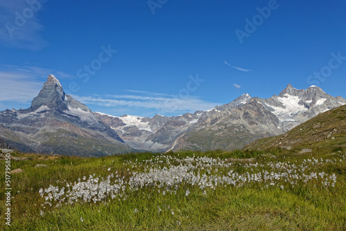 Eriophorum (also called cottongrass) in front of Mattehorn and surrounding mountains landscape