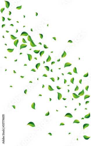 Grassy Leaf Tea Vector White Background. Fresh