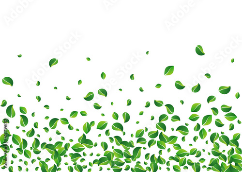 Green Leaves Swirl Vector White Background.