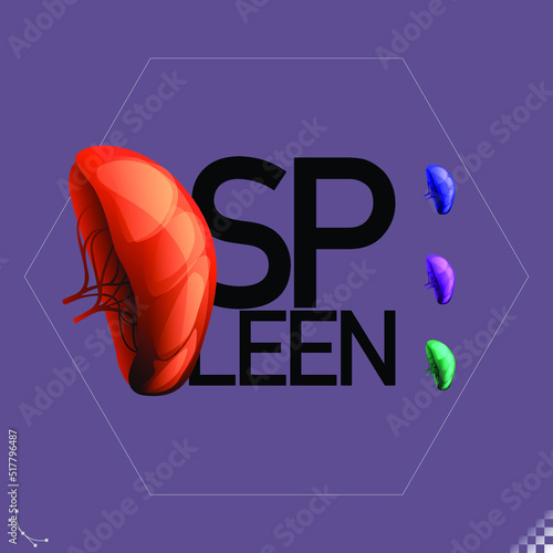 The modern beautiful stylized monotone of large lymph node human organ the spleen symbols and icons - Part of a set