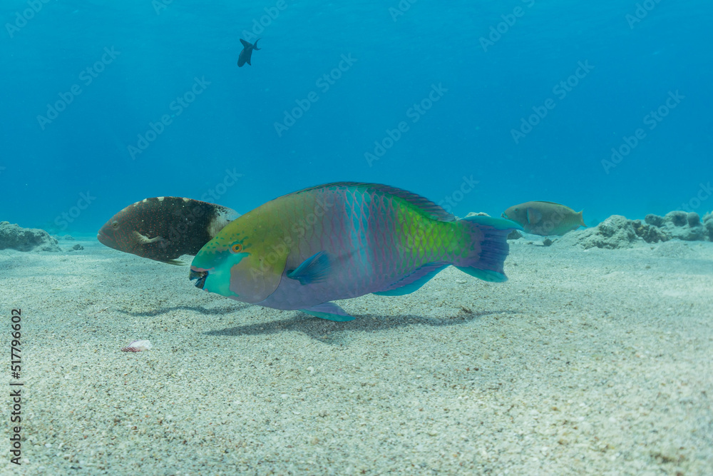 Fish swimming in the Red Sea, colorful fish, Eilat Israel
Fish swimming in the Red Sea, colorful fish, Eilat Israel