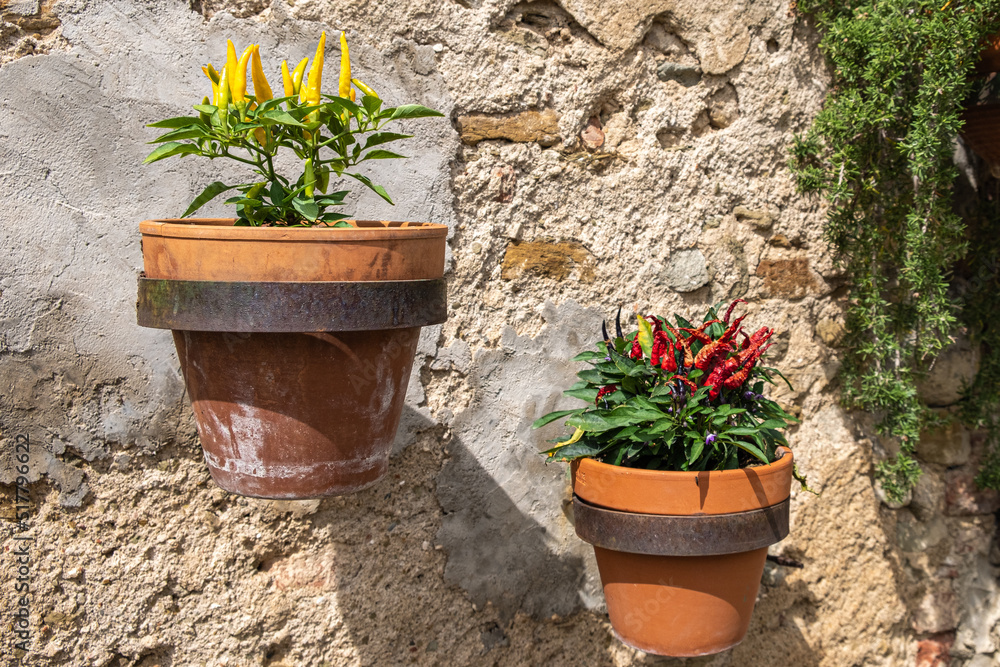Close-up of two clay pots with fresh yellow and red peppers secured against the ancient stone wall with green plant on the wall  in background.