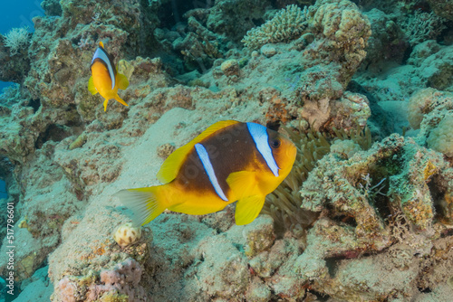 Fish swimming in the Red Sea  colorful fish  Eilat Israel 