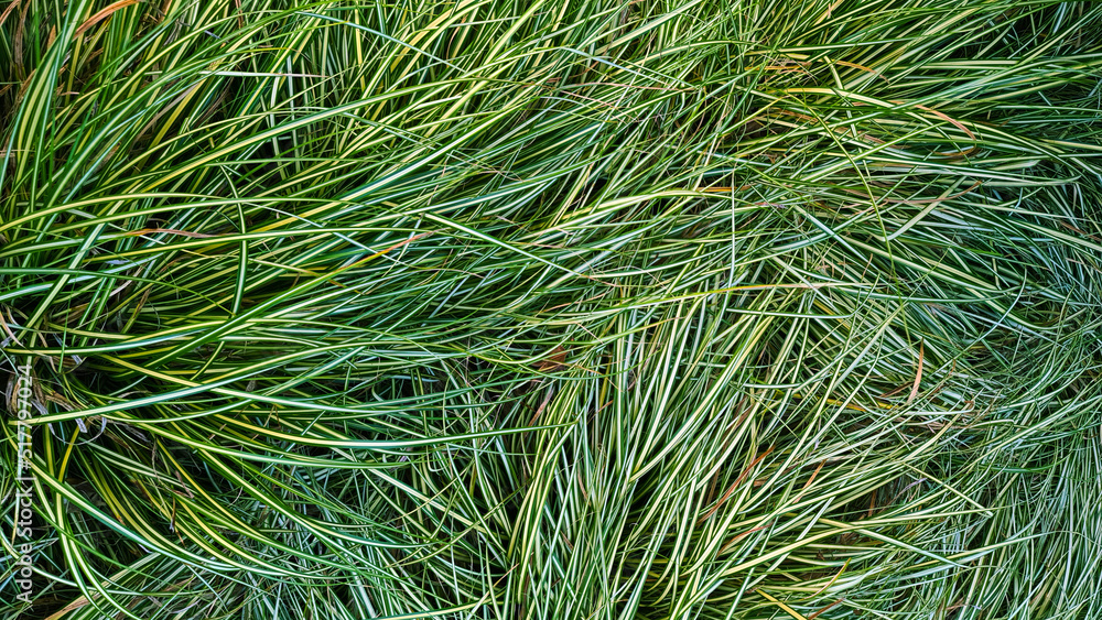 Abstract background of green grass on the Montenegrin coast. Abstract background of green grass on the Montenegrin coast.