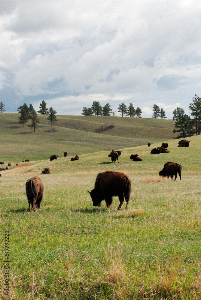 A herd of bison in the Black Hills