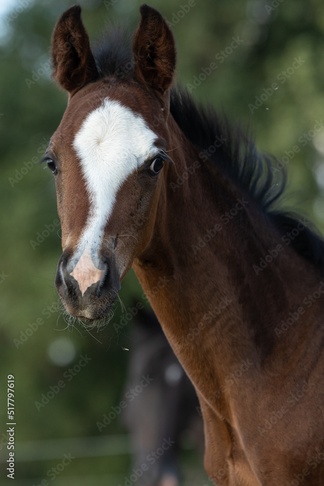 Obraz premium Fohlenportrait