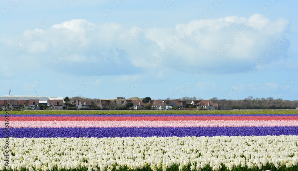 Flowery landscape in the Netherlands. 