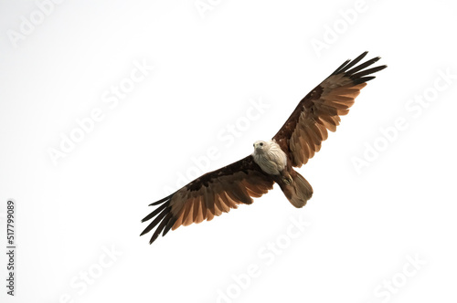 Brahminy kite isolated in flight against a clear white sky