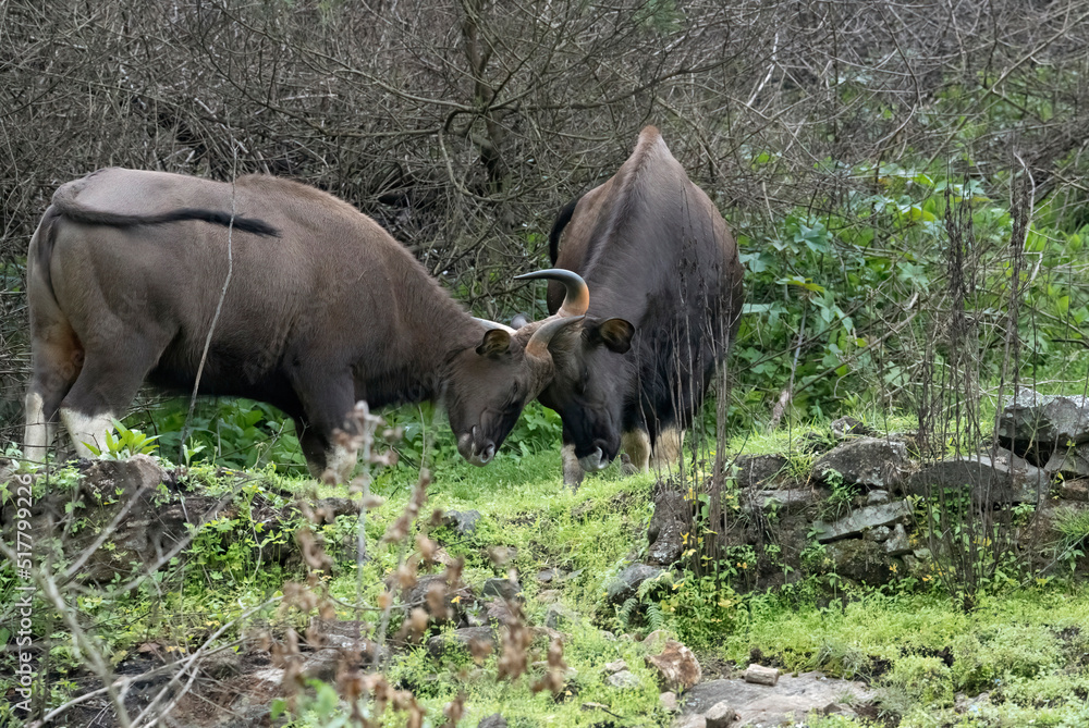 Big Indian bison face off each other and head butt in Kodaikanal, India Big Indian bison face off each other and head butt in Kodaikanal, India