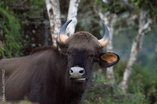 bull India bison up close in Kodaikanal, India