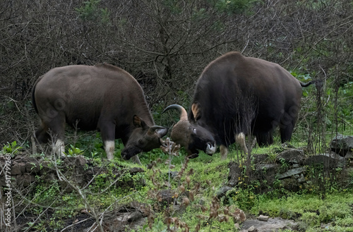 Indian bison aggressively head butting each other in Kodaikanal  India